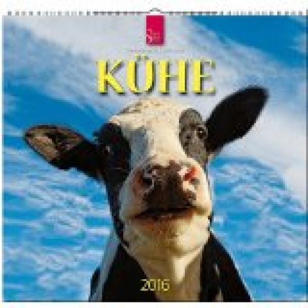 Kühe 2016
